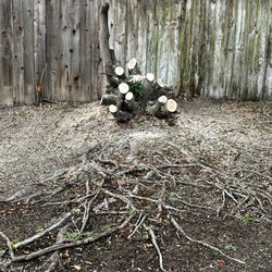 Micaela Tree Service