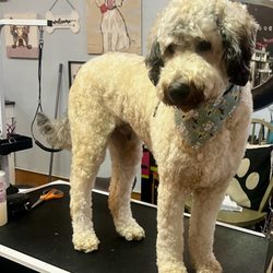 Doodles and Doods Grooming and Boarding - My Major!