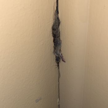 Hyde Park Apartment Homes - The mouse we found in the front door. - Apartments Near Me - Bellmawr, New Jersey Hyde Park Apartment Homes - The mouse we found in the front door. - Apartments Near Me - Bellmawr, New Jersey
