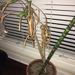 Walk Away Stays - Dead plant