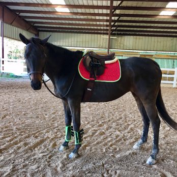 Equine International Stables - Horseback Riding Near Me - Cypress, Texas Equine International Stables - Horseback Riding Near Me - Cypress, Texas