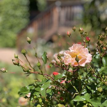 Dutton Estate Winery - a pink rose in the foreground - Wine Tasting Room Near Me - Sebastopol, California Dutton Estate Winery - a pink rose in the foreground - Wine Tasting Room Near Me - Sebastopol, California