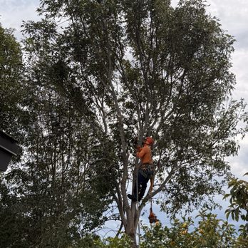 The Tree Guy - Cut it down perfectly without damaging my fence or upsetting my neighbors - Tree Services Near Me The Tree Guy - Cut it down perfectly without damaging my fence or upsetting my neighbors - Tree Services Near Me