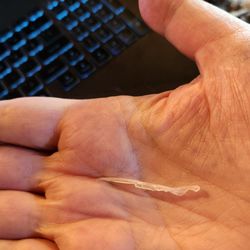 Egg roll plexiglass shard