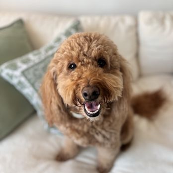 Comfy Home - Pet Boarding Near Me Comfy Home - Pet Boarding Near Me