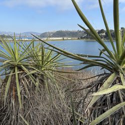 Batiquitos North Bluff Trail - Thinking of all my Southern yelpers today...stay safe!!!