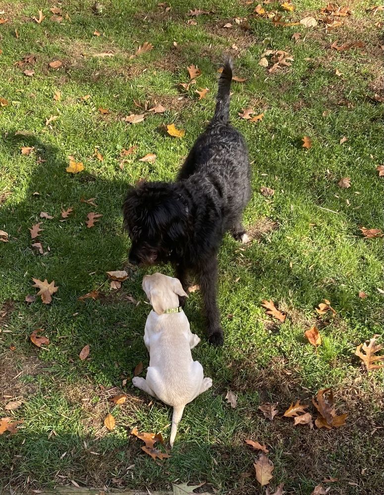 PECKS PUPPIES Updated October 2024 100 Photos 46 Edgewood Rd, Berlin, Connecticut Animal