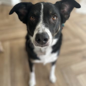 Camp Run-A-Mutt San Marcos - Pet Training Near Me - San Marcos, California Camp Run-A-Mutt San Marcos - Pet Training Near Me - San Marcos, California
