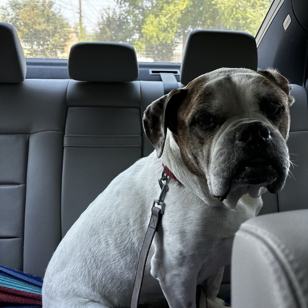 TOP 10 BEST Bulldog Vet in Orange County, CA - Updated 2026 - Yelp