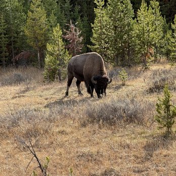 Jackson Hole Wildlife Safaris - Tours Near Me - Jackson, Wyoming