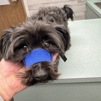 Harris Veterinary Hospital - Eddie with his muzzle lol. He was a little scared nervous and or snappy thats why he got muzzled lol. Thanks again to all. - Veterinarians Near Me - Lodi, California