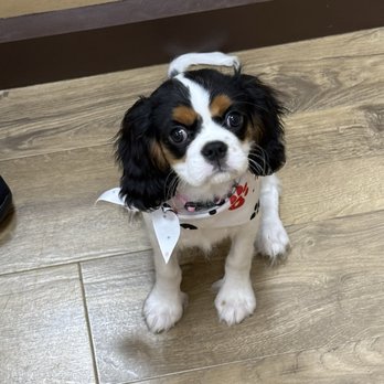 Petland Tulsa - Princess Charlotte - Pet Stores Near Me - Tulsa, Oklahoma