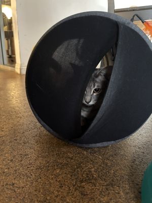 The Cat Cafe by null