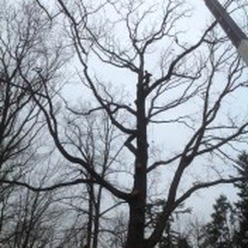 Manor Tree Service - Tree Service - Tree Services Near Me - Glen Arm, Maryland