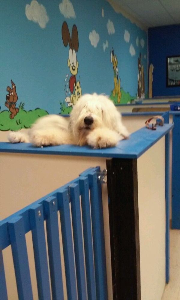 THE GROOMING DEN Updated October 2024 3291 Del Rey Blvd, Las Cruces