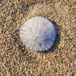 Rancho Guadalupe Dunes Preserve