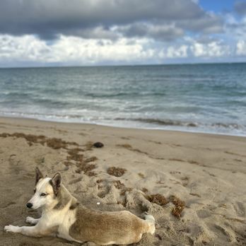 Aquatika - Morning walk in the beach and this dog followed - Vacation Rentals Near Me - Parcelas Vieques, Puerto Rico