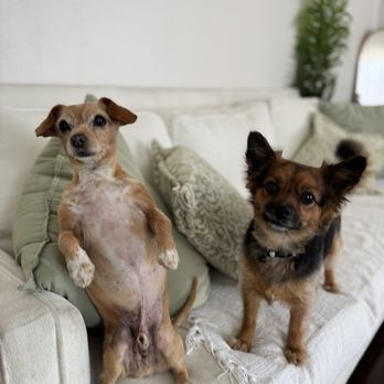 Comfy Home - Pet Boarding Near Me - Anaheim, California