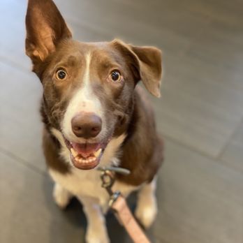 Dogtopia - Maple hears what you're saying... - Pet Sitting Near Me - Alexandria, Virginia