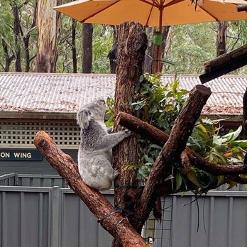 Koala Hospital - Parks Near Me - Port Macquarie, NSW