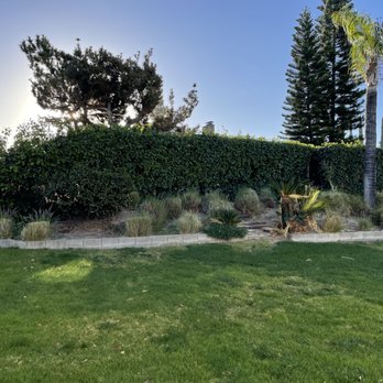 Ortega's Jr Tree Service - Before - Tree Services Near Me - Riverside , California Ortega's Jr Tree Service - Before - Tree Services Near Me - Riverside , California