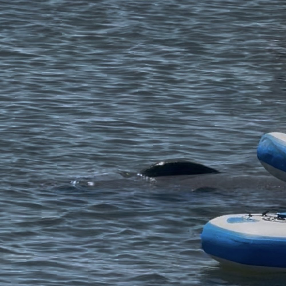 Cocoa Beach Eco Tours - Boat Tours Near Me - Cocoa Beach, Florida Cocoa Beach Eco Tours - Boat Tours Near Me - Cocoa Beach, Florida
