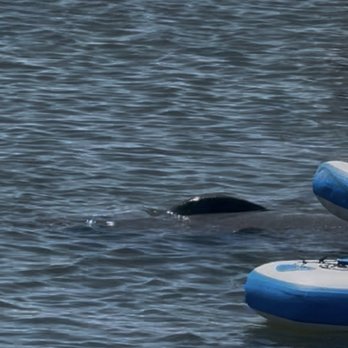 Cocoa Beach Eco Tours - Boat Tours Near Me - Cocoa Beach, Florida