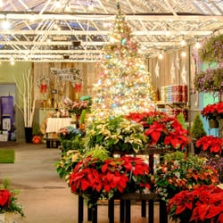 Frey's Greenhouse - Pre-cut, living Christmas trees for sale in Lancaster, PA starting 11/24/15 at Frey's Greenhouse.
