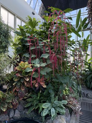 Auckland Domain by null