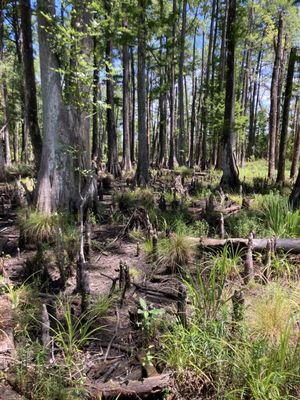 Caw Caw Interpretive Center by null