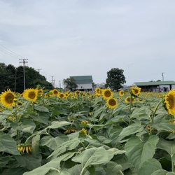 The Miller’s Farm - Sunflower Field