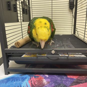 Summertree Animal & Bird Clinic - Tequila getting checked out this morning - Veterinarians Near Me - Dallas, Texas Summertree Animal & Bird Clinic - Tequila getting checked out this morning - Veterinarians Near Me - Dallas, Texas