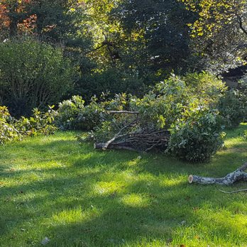 Zach's Tree Service - Some of the branches - Tree Services Near Me - Boston, Virginia Zach's Tree Service - Some of the branches - Tree Services Near Me - Boston, Virginia