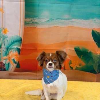 Z Dog Grooming - Pet Groomers Near Me - Las Vegas, Nevada Z Dog Grooming - Pet Groomers Near Me - Las Vegas, Nevada