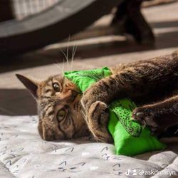 Enticing Dr. Pussums - Worlds Best Catnip!