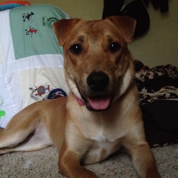 PLANO ANIMAL SERVICES - Updated November 2024 - 74 Photos & 75 Reviews