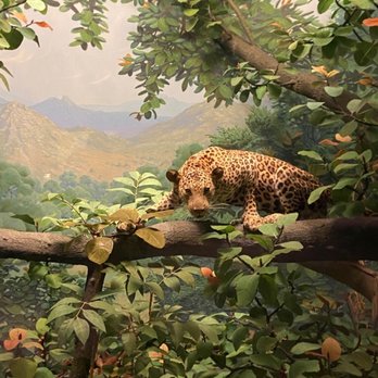Field Museum - Museums Near Me - Chicago, Illinois Field Museum - Museums Near Me - Chicago, Illinois