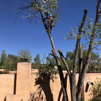 Very Good Tree Service - Removing a hazards Siberian elm from over our customers house - Tree Services Near Me