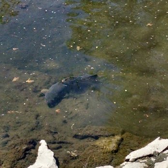 Forest Lawn - Massive fish - Funeral Services & Cemeteries Near Me - Buffalo, New York