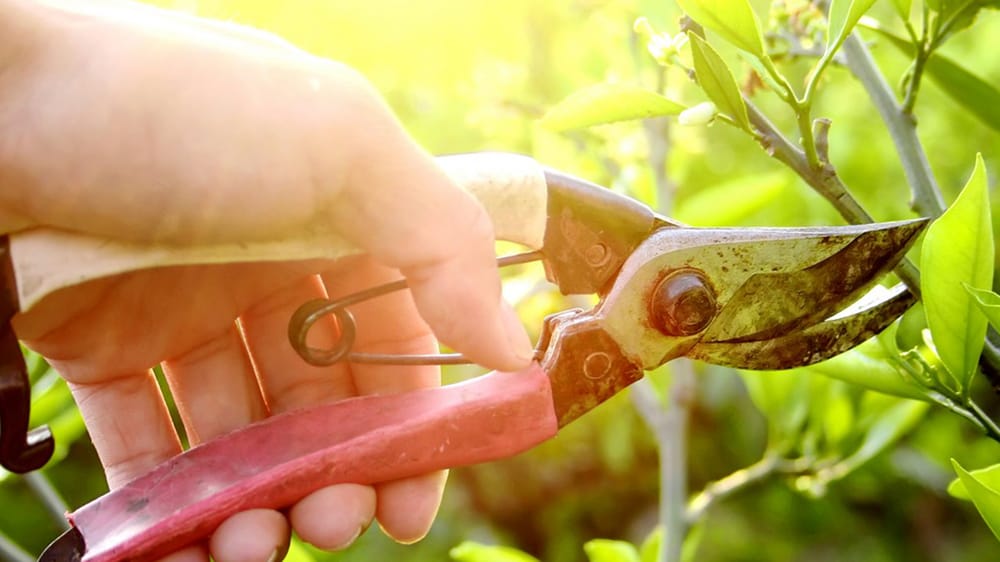 AUGUSTINE TREES Longmont, Colorado Tree Services Phone Number Yelp