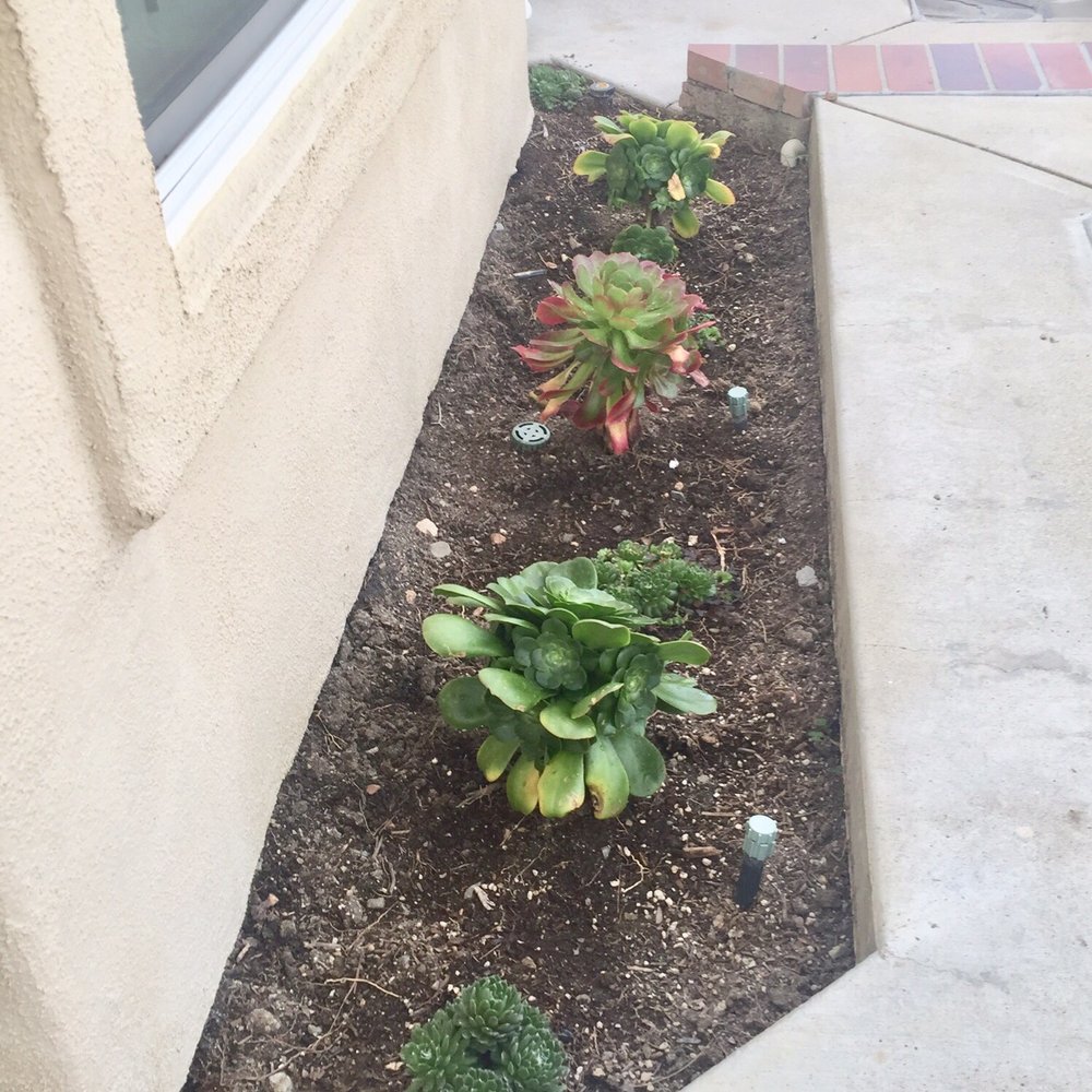 Plantenders Nursery - Salad bowl and spider web succulents - Nurseries & Gardening Near Me - Silverado, California