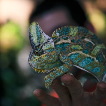 Xtreme Exotics - Reptile Shops Near Me - Jacksonville, Florida Xtreme Exotics - Reptile Shops Near Me - Jacksonville, Florida