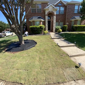 YardaBella - After - Tree Services Near Me