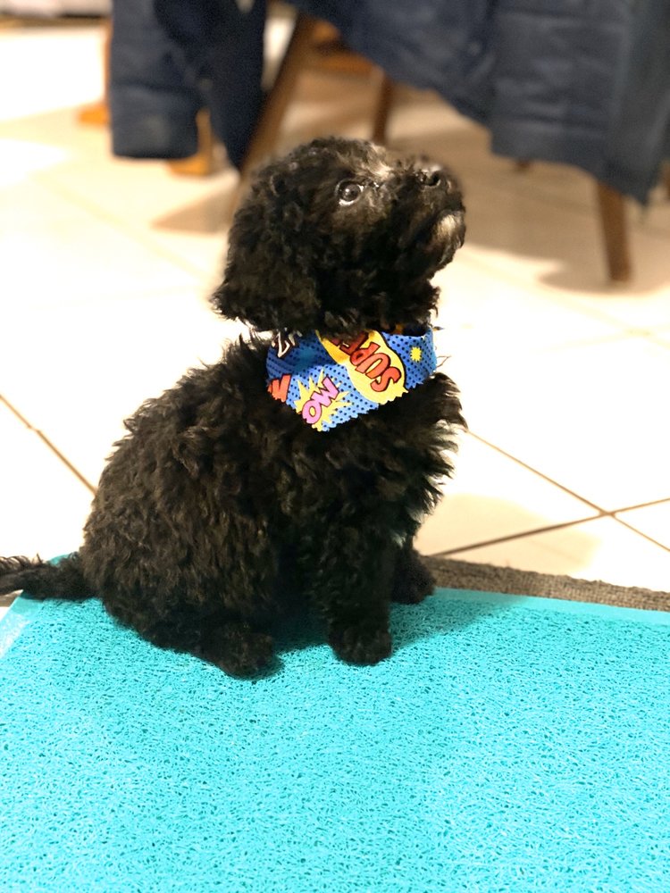 PET BATH & BEYOND 17 Photos & 15 Reviews 137 Rand Rd, Lakemoor