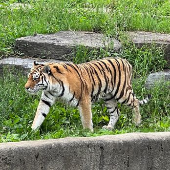 The Buffalo Zoo - Tiger - Zoos Near Me - Buffalo, New York The Buffalo Zoo - Tiger - Zoos Near Me - Buffalo, New York