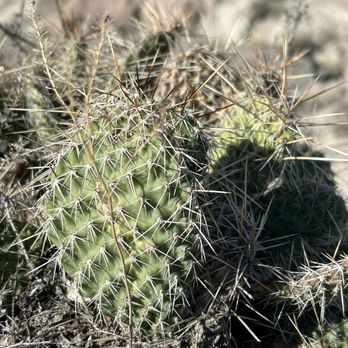 Badlands National Park - Cactus - Parks Near Me - Interior, South Dakota Badlands National Park - Cactus - Parks Near Me - Interior, South Dakota