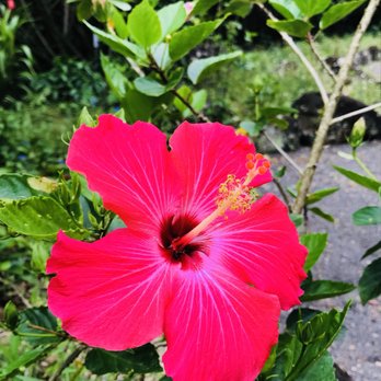 The Surf Bus - Tours Near Me - Honolulu, Hawaii