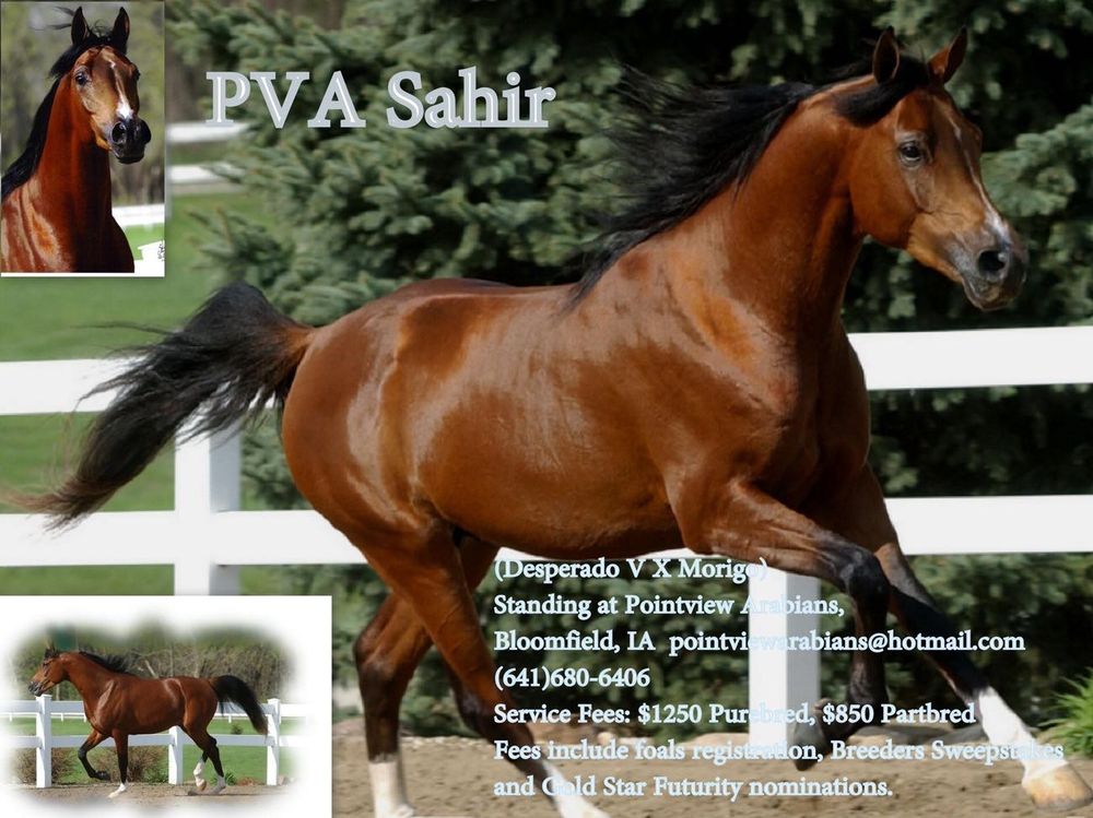 Pointview Arabians Logo
