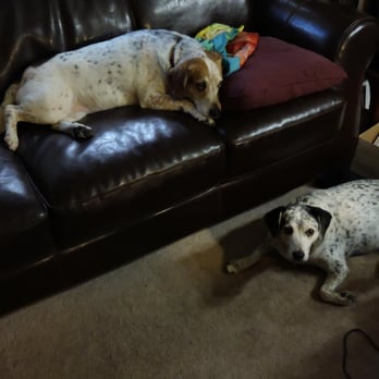Grace C Lewis - Sophie and Roxie - Accountants Near Me - Valrico, Florida Grace C Lewis - Sophie and Roxie - Accountants Near Me - Valrico, Florida
