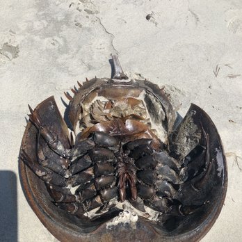 Sea Kayak Georgia - Rafting/Kayaking Near Me - Tybee Island, Georgia
